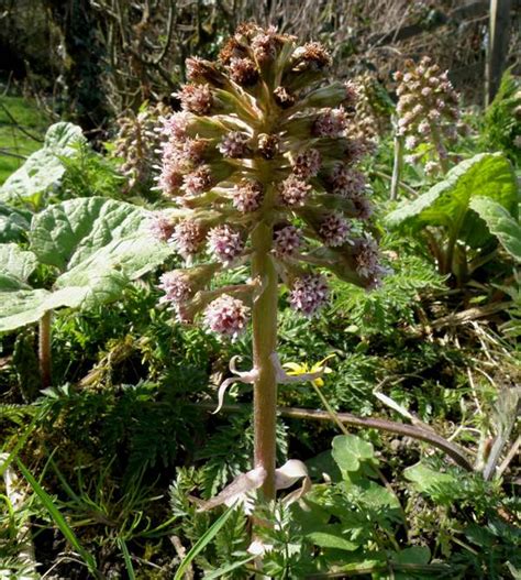 Petasites hybridus, Butterbur: identification, distribution, habitat