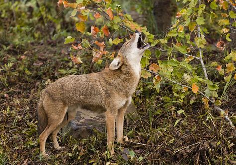 Coyote Howling - Stock Image - C037/3717 - Science Photo Library