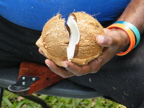 Coconut Split Half | Coconut Shaving & Water removal demo Ma… | Flickr