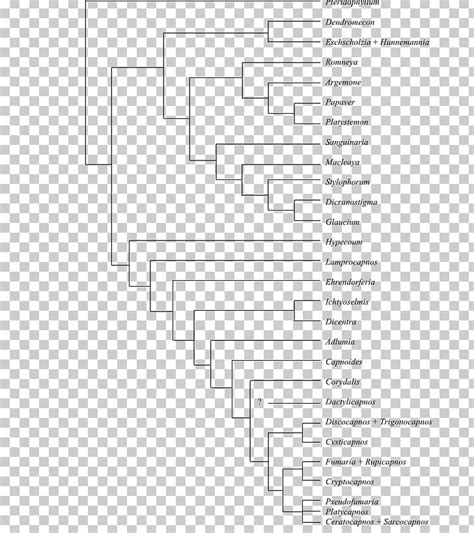 Phylogenetic Tree Phylogenetics Cladogram Synapomorphy And Apomorphy Bloodroot PNG, Clipart ...