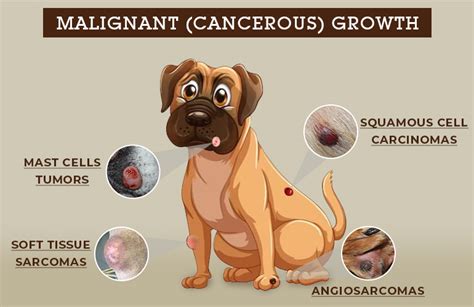 Knowing About the Types of Lumps and Bumps on Dog