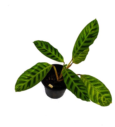 Calathea zebrina | Mundiflora