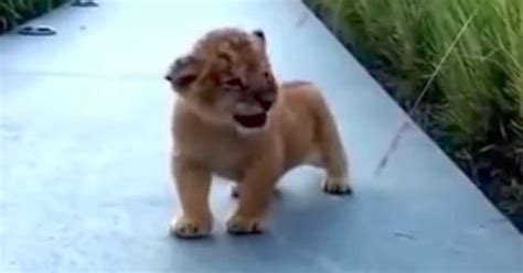 Tiny Lion Cub Prepares To Roar - What Comes Out Has Internet Dying Of Laughter