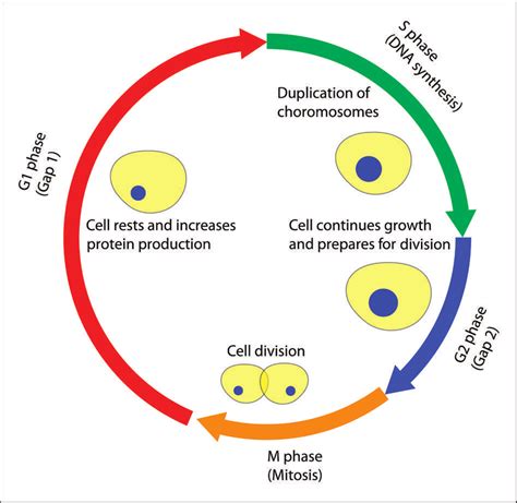 Simple Eukaryotic Cell Diagram