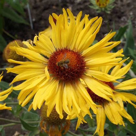 Yellow Gaillardia Blanket Flower Seeds | Everwilde Farms