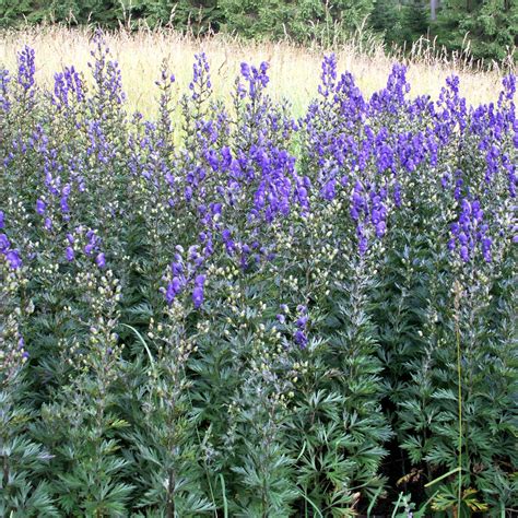 Monkshood Seeds (Aconitum napellus) – Frozen Seed Capsules™