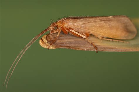 the sun at night — Order trichoptera, the caddisflies, consists of...