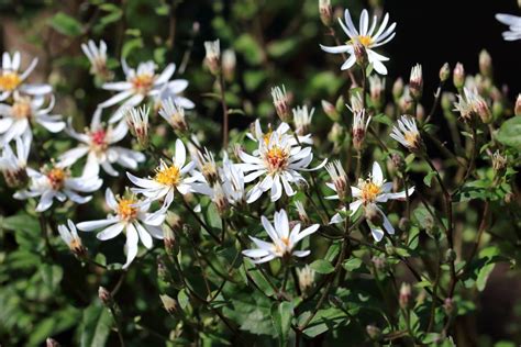 Choosing White Aster Flowers: What Are Some Types Of White Aster Plants ...