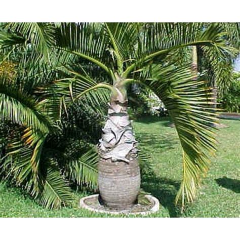 Buy Bottle Palm Seeds Online - Rarexoticseeds