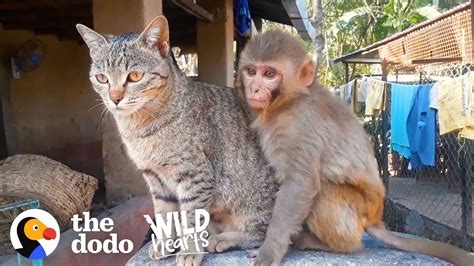 This Wild Baby Monkey is Obsessed With Her Cat | The Dodo Wild Hearts ...