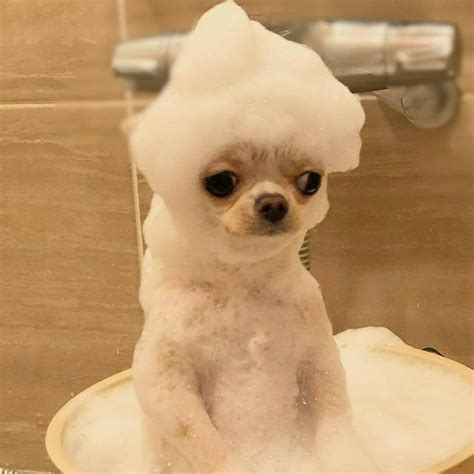 Daily Chihuahua Contents Instagram photo: Ready for the bath ...