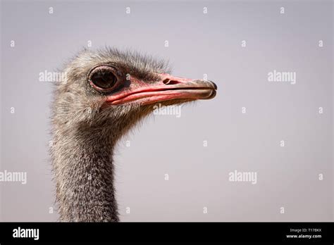 The ostriches are from family, Struthionidae of flightless birds. This ostrich was shot in a zoo ...