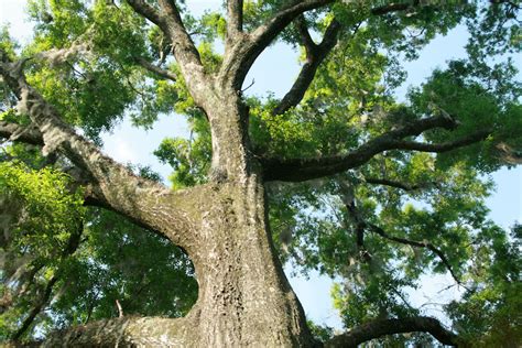 Water Oak Tree Trunk