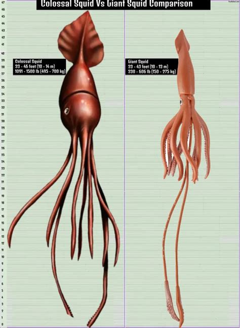 Colossal Squid Size Explained & Compared With Others | Yes Animal