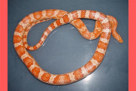 35 Best Corn Snake Morphs: Colors, Pictures, Price