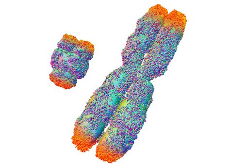 Sex Chromosome Abnormalities