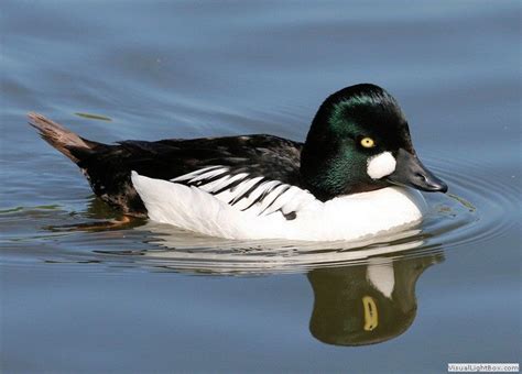 All Types of Duck Species - Identify Wild Ducks