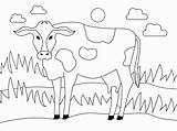 mewarnai Gambar sapi sketch template
