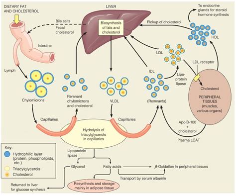 Cholesterol Synthesis in Liver