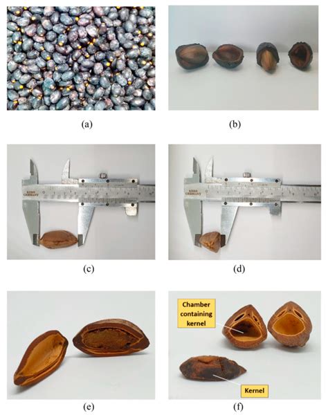 Plants | Free Full-Text | Exploring Dabai (Canarium odontophyllum), Indigenous Fruit of Borneo ...