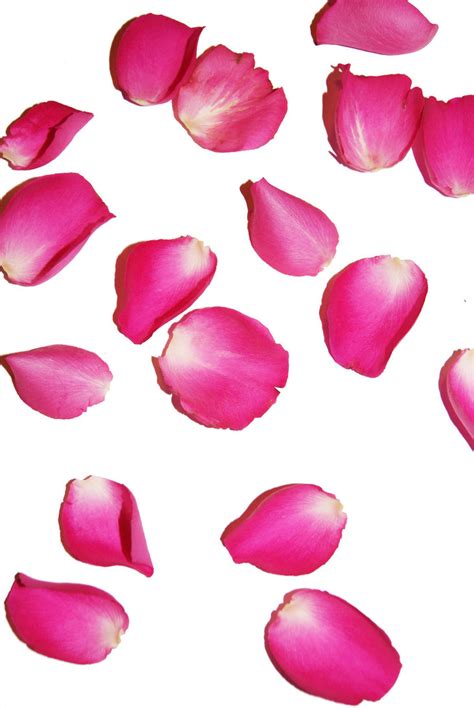 Flower Petals Drawing at GetDrawings | Free download