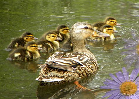 "Mommy and Baby Ducks" by Zoe Marlowe | Redbubble