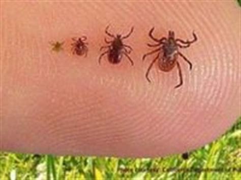 24 Tick Prevention for Dogs ideas | tick prevention, dogs, ticks