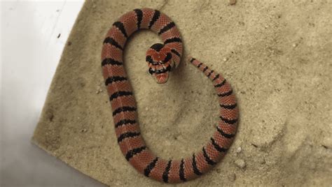 10 Apartments Evacuated In Germany As Escapee Baby Coral Snake Causes ...