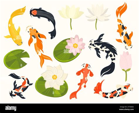 Koi fish and lotus. Exotic asian aquatic animals swimming in lotus flower pond, traditional ...