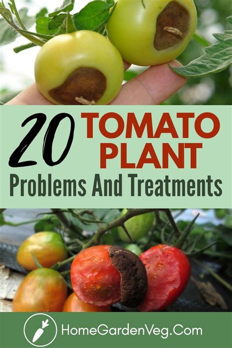 Tomato Plant Problems And Treatments | Tomatoes plants problems, Tomato ...