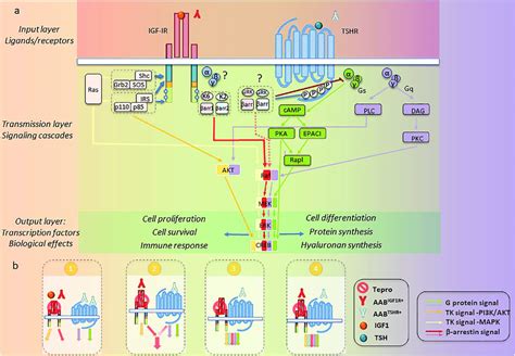 Modeling proposed for teprotumumab mechanism of action in TED. (A)... | Download Scientific Diagram