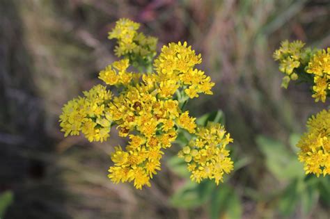 Ragweed - Identifying Ragweed vs. Goldenrod - Momcrieff