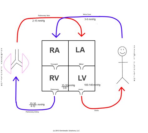 12+ Heart Circulation Diagram | Robhosking Diagram