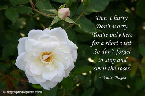 Stop And Smell The Roses Quotes. QuotesGram