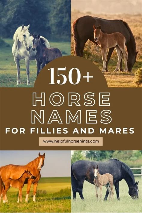 150+ Horse Names for Fillies and Mares + Tips for Naming - Helpful Horse Hints