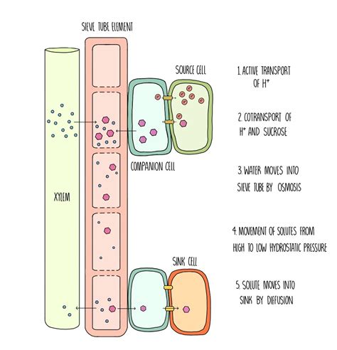 Translocation (A Level) — the science sauce