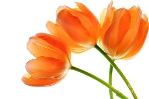 Yellow orange tulips clipart 20 free Cliparts | Download images on Clipground 2024