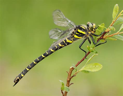 Golden-ringed Dragonfly - British Dragonfly Society