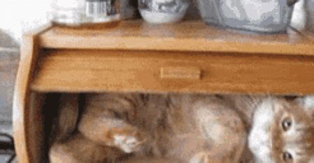 Bread Box Cat GIFs - Find & Share on GIPHY