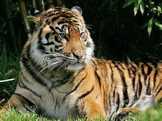 Sumatran Tiger Facts | Sumatran Tiger Habitat & Diet