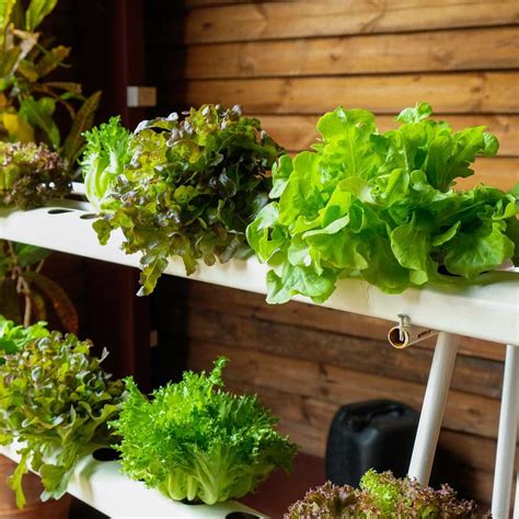 DIY Hydroponics: 10 Dos and Don'ts | The Family Handyman