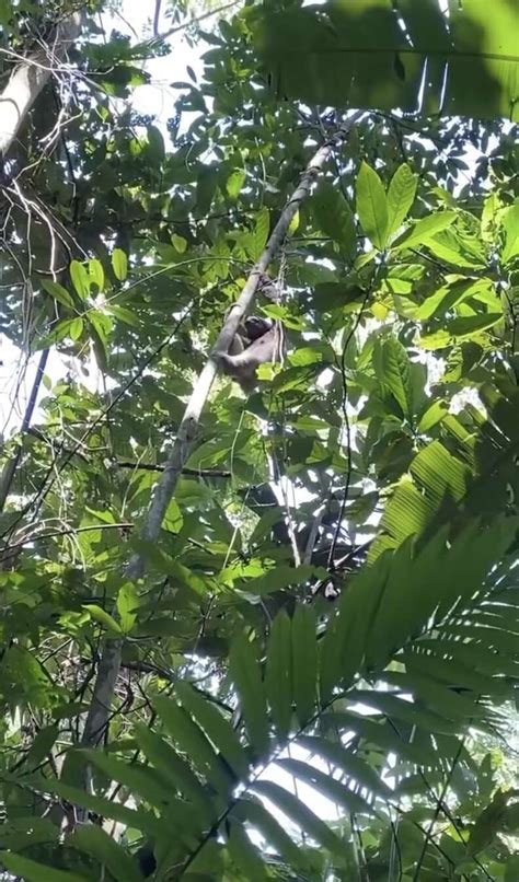 Heartbroken Sloth Mother Rushes To Reunite With Fallen Baby – Sloth Gift Shop