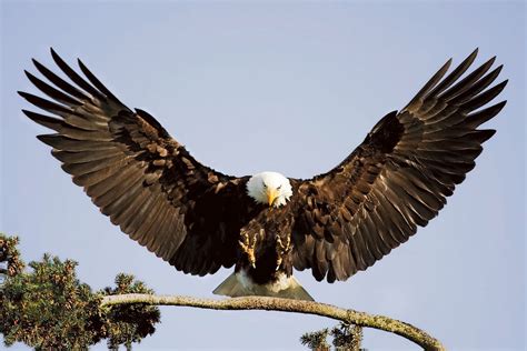 Eagle Most Beautiful Images | Top hd animals wallpapers