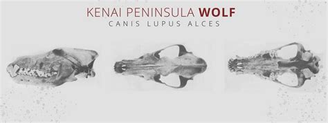 Kenai Peninsula Wolf (Canis Lupus Alces) | Wolf Stuff