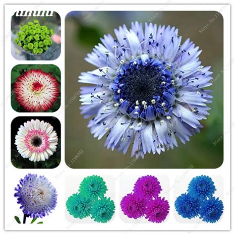 Buy 100 Pcs English Daisy Seeds | Free Shipping