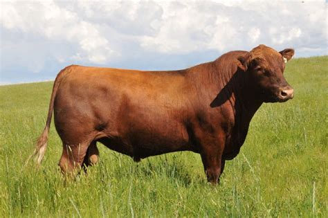 Red Angus Cattle - Livestock Cattle