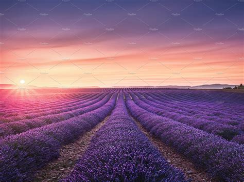 Lavender flower fields at sunset containing lavender, flower, and field ...