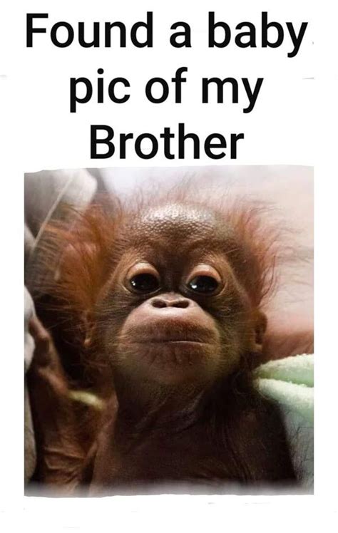 30 Funny Brother Memes To Troll Your Sibling With - SayingImages.com | Sister quotes funny ...