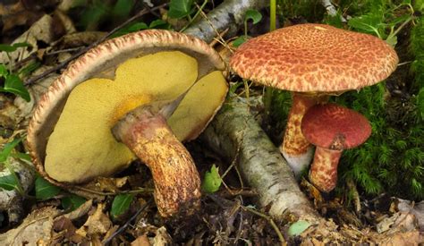 Suillus spraguei: The Red and Yellow Eastern Painted Suillus