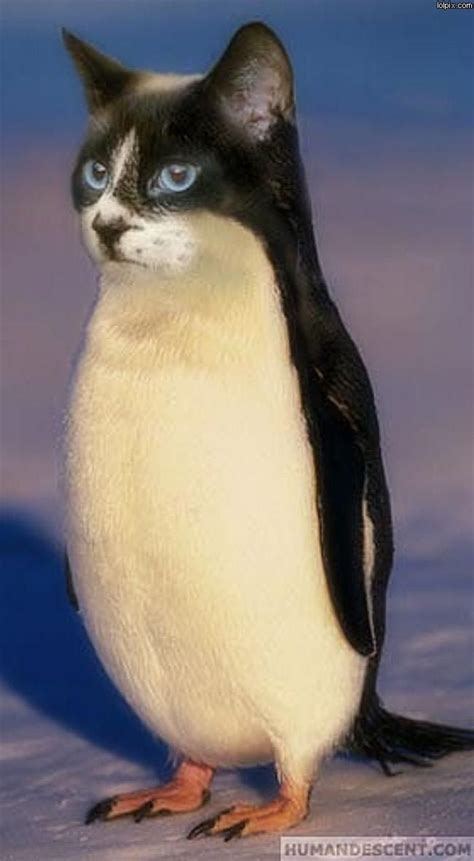 New species - cat penguin hybrid | Photoshopped animals, Animal mashups, Funny animals